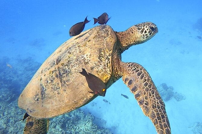Private Catamaran Charter in Waikiki (1-6 Guests) - Crew quality: names that show up in the best experiences
