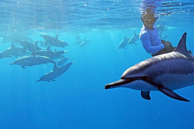 Private Dolphin Swim with Slide for up to 15 Passengers - Key highlights to know before you go