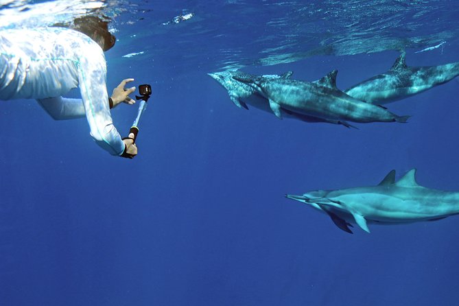 Private Dolphin Swim with Slide for up to 15 Passengers - Getting to Wai’anae: why the west-side harbor trip is part of the deal