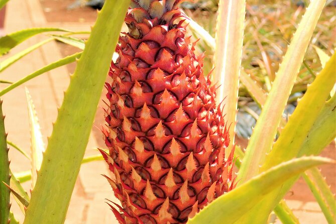 Private Half-Day Circle Island Highlights Tour in Oahu - The Short-But-Sweet Value of a Private Half-Day