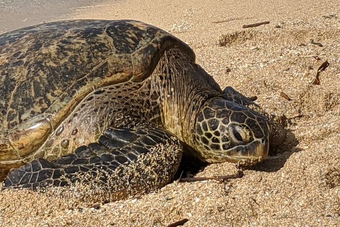 Private Oahu Circle Island Tour - Makapu‘U Point: Coastal Views and a Whale-Watching Bonus