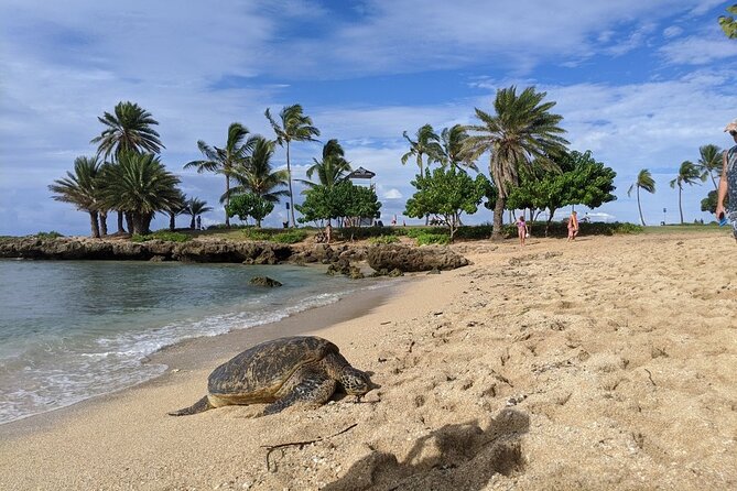 Private Oahu Circle Island Tour - Tropical Farms (Macadamia Nut Farm Outlet): Taste the Harvest