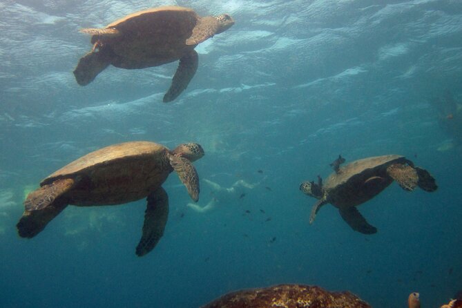 Private Sea’fari Expedition • 8 Guests Included (Expandable) - What makes this Sea’fari feel different on Oahu’s west side