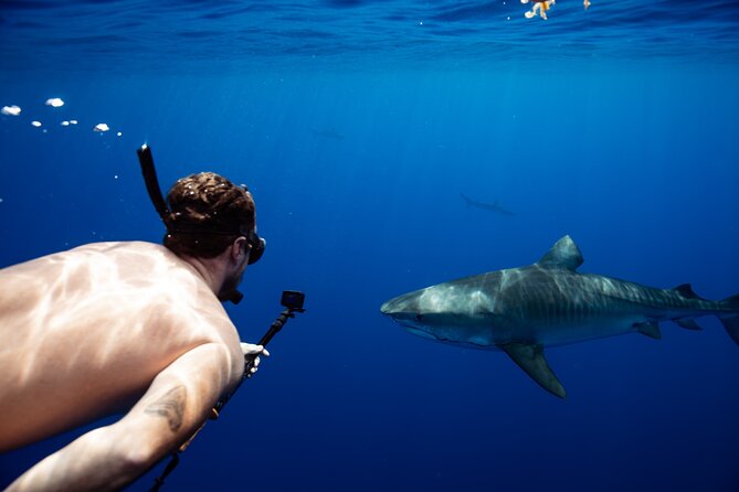 Private Shark Dive, Oahu, Hawaii (6 Guest) - Key things that make this shark encounter different