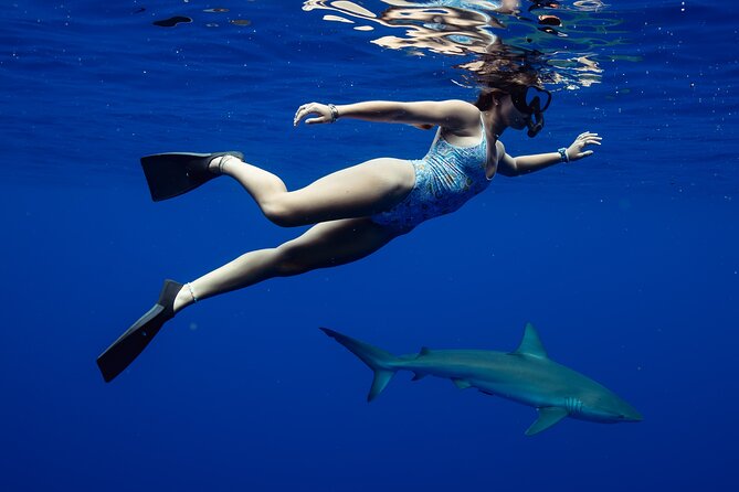 Private Shark Dive, Oahu, Hawaii (6 Guest) - Guaranteed sharks, plus dolphins and whales if the ocean plays along