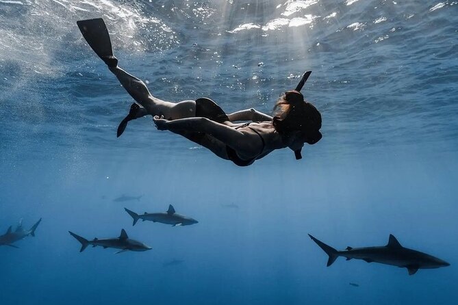 Private Shark Dive, Oahu, Hawaii (6 Guest) - Safety-first ocean time: the watchful team matters more than people think