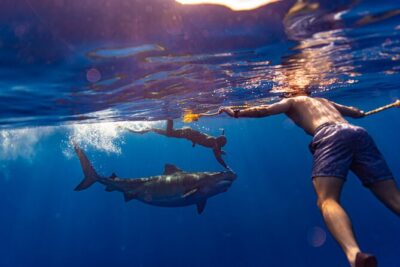 Private Shark Dive, Oahu, Hawaii (6 Guest) - What happens when the day starts (and the Hale Koa Luau stop)