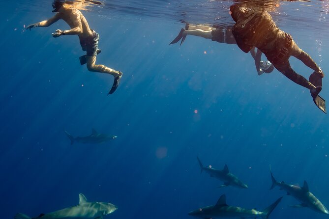 Private Shark Dive, Oahu, Hawaii (6 Guest) - The shark-viewing experience: what you’ll actually focus on