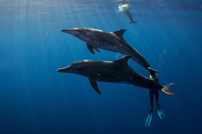 Private Shark Dive, Oahu, Hawaii (6 Guest) - Price and value: when $753.99 per group makes sense