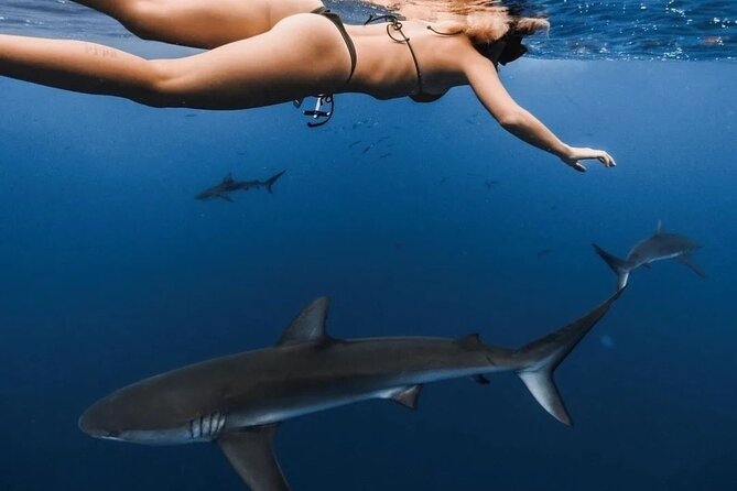 Private Shark Dive, Oahu, Hawaii (6 Guest) - Booking like a pro: headcount, weather, and what to verify