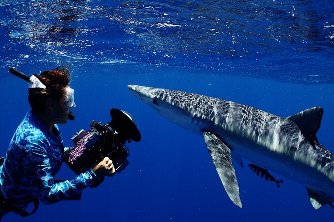 Private Shark Dive, Oahu, Hawaii (6 Guest) - Who this Oahu shark experience is for