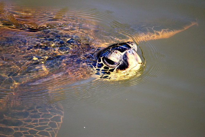 Private Stand up Paddle Lesson and Tour (for 1 or more paddlers) - Who should book this (and who might want to adjust expectations)