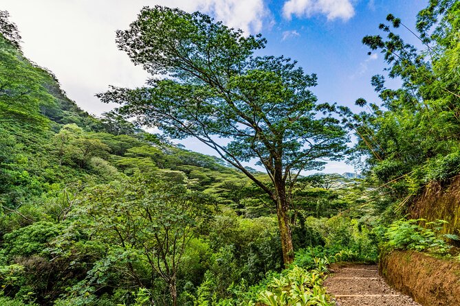 PRIVATE TOUR-Hike Diamond Head & Hawaiian Waterfall - Diamond Head and Manoa Falls: a two-hike morning that feels efficient