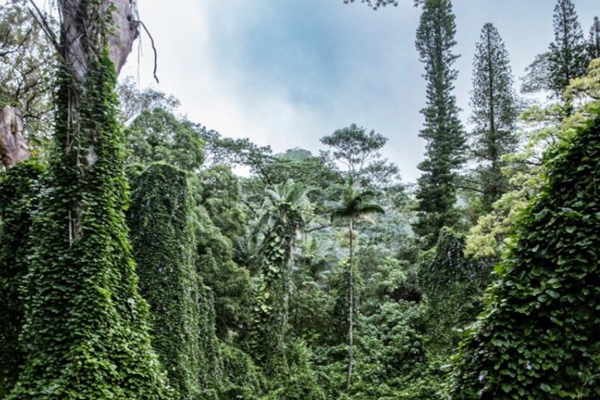 PRIVATE TOUR-Hike Diamond Head & Hawaiian Waterfall - The 6:00 am start: when the day feels calmer