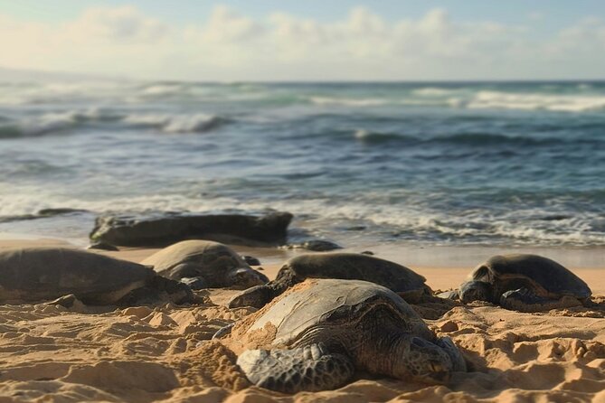 PRIVATE TOUR-Ultimate North Shore Experience - Haleiwa River Kayak and Paddle Board: Water Time with a Real Payoff