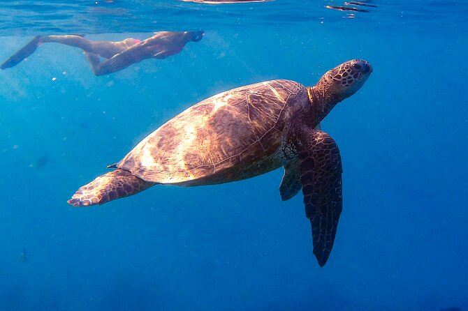 Private Turtle Snorkel & Cruise Waikiki - Private Waikiki Snorkel: What makes this feel different