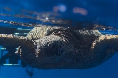 Private Turtle Snorkel & Cruise Waikiki - Turtle Canyon and shipwreck snorkel stops: How the plan works in real life