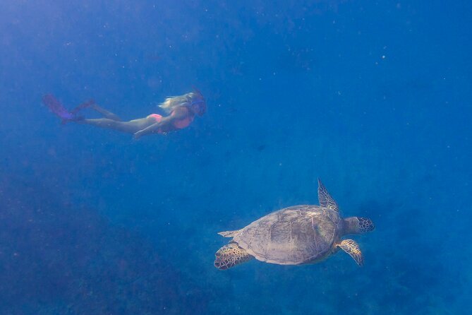Private Turtle Snorkel & Cruise Waikiki - Price and value: Is $750 per person worth it?