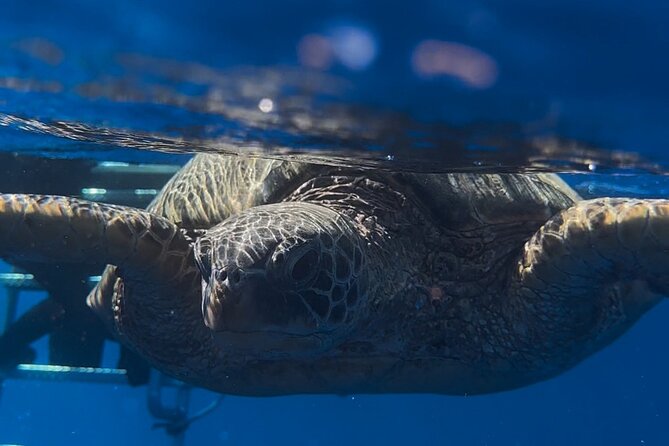 Private Turtle Snorkel & Cruise Waikiki - Turtle Canyon and shipwreck snorkel stops: How the plan works in real life