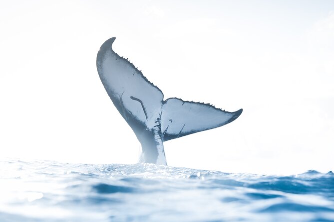 Private Whale Watching Activity: 6 passengers max - Quick hits
