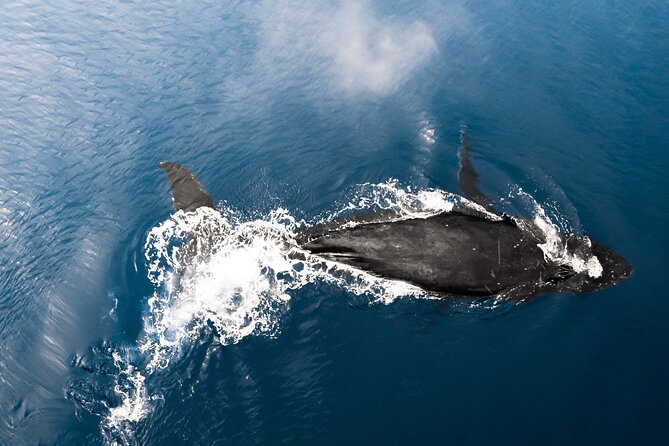Private Whale Watching Activity: 6 passengers max - What You’ll Learn: Waikiki Facts Plus Whale Season Context