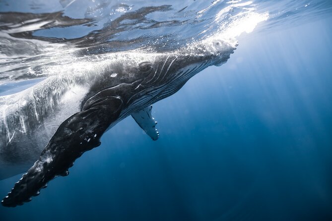 Private Whale Watching Activity: 6 passengers max - Crew Names You Might Hear: Philip, Holli, and Izzy