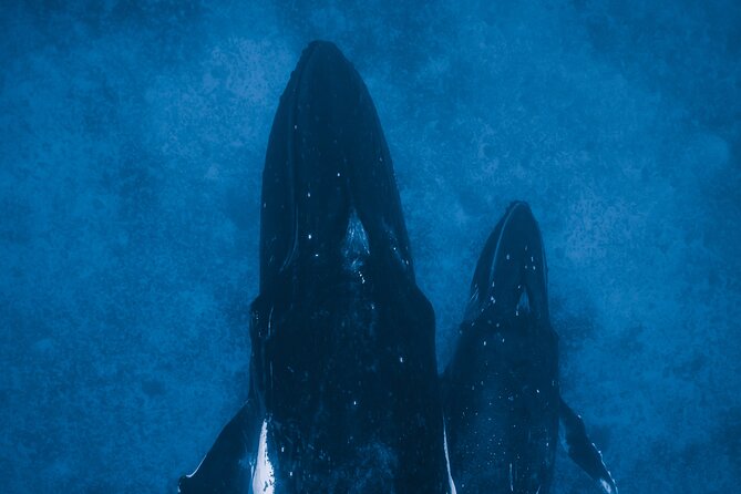 Private Whale Watching Activity: 6 passengers max - Price and Logistics: When $500 Per Group Makes Sense