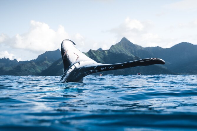 Private Whale Watching Activity: 6 passengers max - Two Hours Offshore: What Your Time on the Water Looks Like