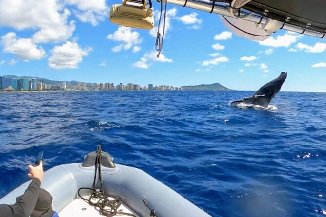 Private Whale Watching Adventure - Where the trip starts in Waikiki (and how the meeting works)