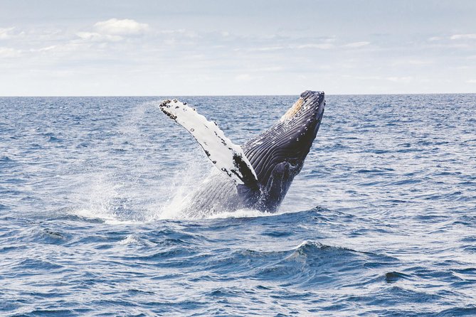 Private Whale Watching Adventure - The 2-hour itinerary in plain English (Stop 1 and what you’ll do at sea)