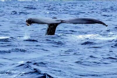 Private Whale Watching Adventure - Your private boat setup: what up to 6 guests really means