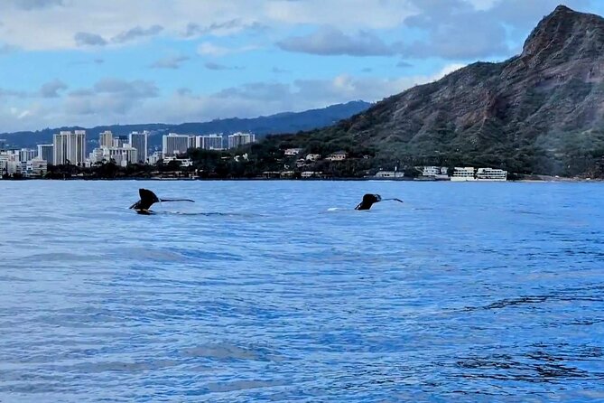 Private Whale Watching Adventure - What’s included (and what you should bring)