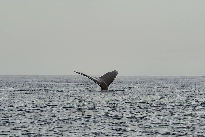 Private Whale Watching Adventure - Cruise comfort: the seating reality on a small charter
