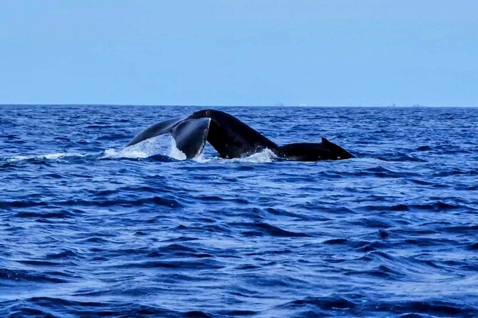 Private Whale Watching Adventure - Why the private search can pay off (even if whales act unpredictable)
