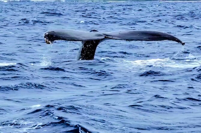 Private Whale Watching Adventure - Your private boat setup: what up to 6 guests really means