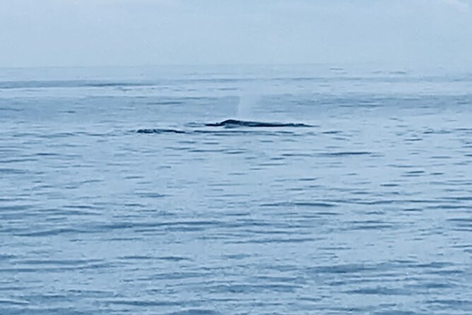 Private Whale Watching and Dolphin Excursion - Key highlights to know before you go