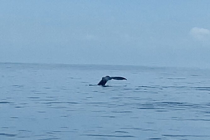 Private Whale Watching and Dolphin Excursion - Private Oahu Whale Watching: what 2 hours looks like in real life