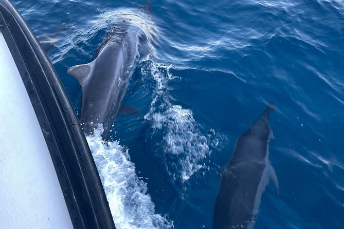 Private Whale Watching and Dolphin Excursion - Who this private whale and dolphin boat trip suits best