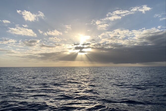 Private Whale Watching and Dolphin Excursion - The wildlife hunt: how whales, dolphins, and turtles fit together