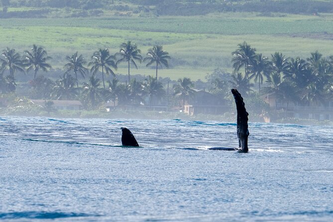 Private Whale Watching Safari from North Shore Oahu - North Shore whale watching has a built-in wow factor