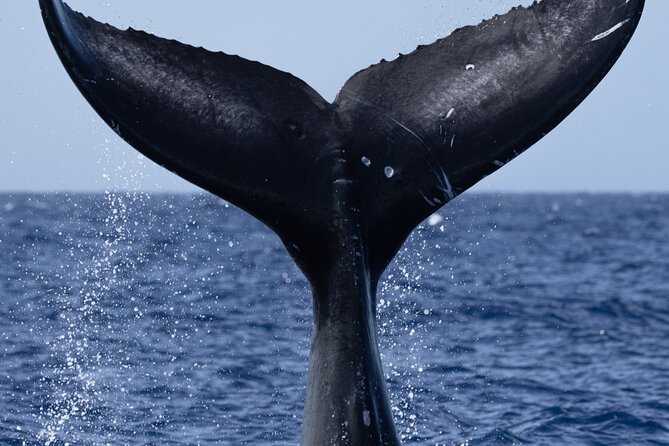Private Whale Watching Safari from North Shore Oahu - On the water with Go Adventure Hawaii: how the experience actually works
