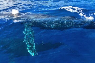 Private Whale Watching Safari from North Shore Oahu - Waimea Bay: heiau context and the big-wave reality check