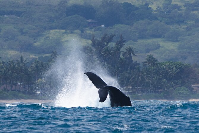 Private Whale Watching Safari from North Shore Oahu - The “private” part: why up to 6 people feels like real value