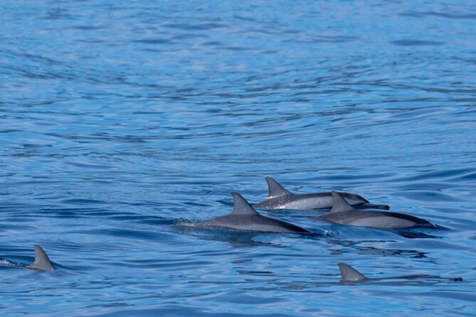 Private Whale Watching Safari from North Shore Oahu - Price and logistics: making sure it fits your group