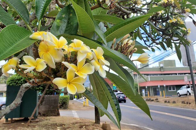 Round Trip North Shore Shuttle from Waikiki to Haleiwa Town / Haleiwa Harbor - Haleiwa Town and North Shore Marketplace: The Best Use of Your Time