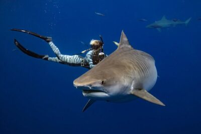 Safe and Educational Shark Dive from Haleiwa: Sharks Guaranteed - Meeting at Haleiwa and What You Do Before the Ocean Part