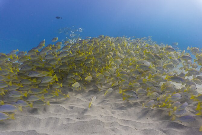 Scuba Dive at Electric Beach - Meeting at 92-301 Farrington Hwy in Kapolei and planning your 2-hour window