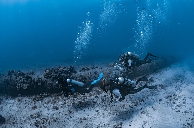 Scuba Dive at Electric Beach - The reef program: what you’ll likely see at Electric Beach