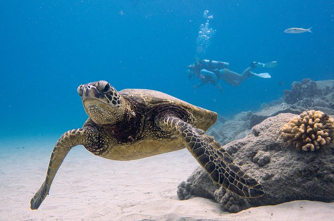 Scuba Dive at Electric Beach - Rinse, snacks, and getting your photos and videos right away