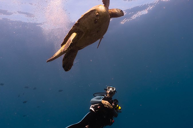 Scuba Dive at Electric Beach - Price and value: what $145 is buying you